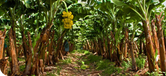 Sector productor de banano